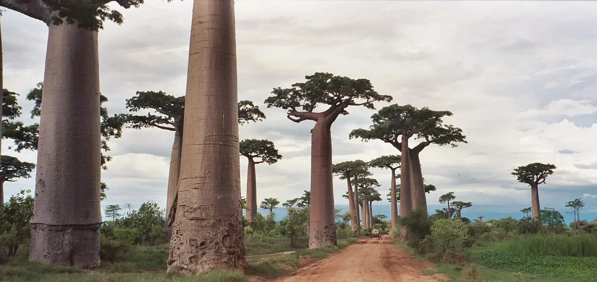 Avenue of the Baobabs · Madagaskar